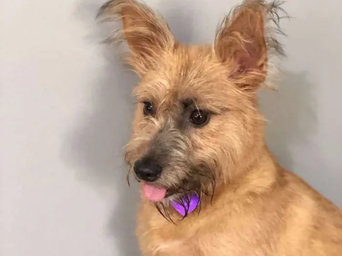 Cachorro raça Srd idade  nome Milka