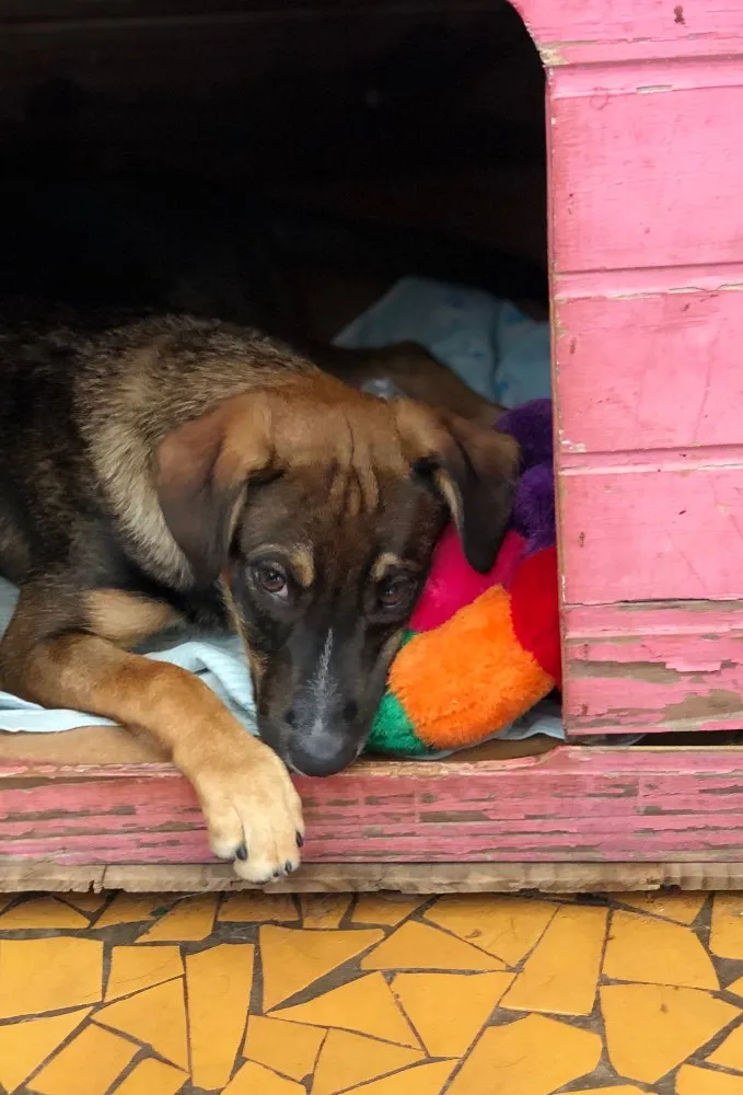 Cachorro ra a Srd idade  nome Caio