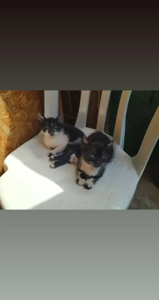 Gato ra a Indefinida idade Abaixo de 2 meses nome Sem nome