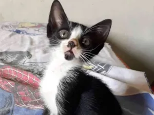 Gato raça SRD idade Abaixo de 2 meses nome Sem nome