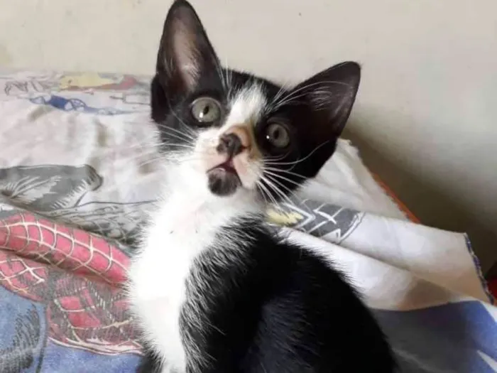 Gato ra a SRD idade Abaixo de 2 meses nome Sem nome