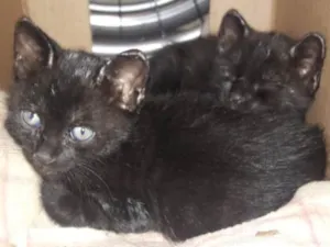 Gato raça Misturado idade Abaixo de 2 meses nome Sem nome
