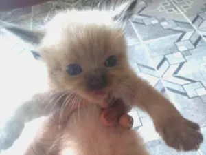 Gato raça Siamês idade Abaixo de 2 meses nome Ainda não tem 