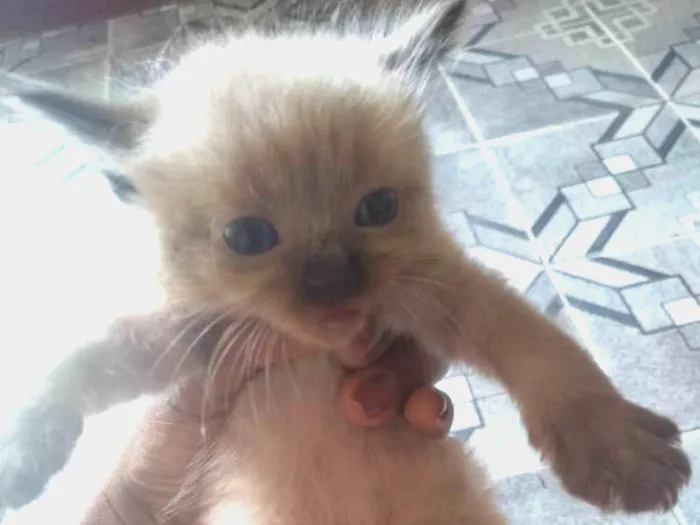 Gato ra a Siamês idade Abaixo de 2 meses nome Ainda não tem 