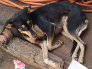 Cachorro raça Vira lata idade 2 anos nome Niki