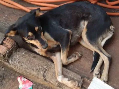 Cachorro ra a Vira lata idade 2 anos nome Niki