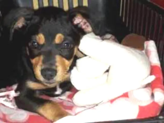 Cachorro ra a SRD idade 2 a 6 meses nome Chocolate