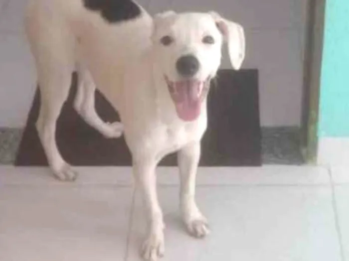 Cachorro ra a Srd idade 1 ano nome Brad