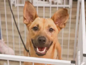 Cachorro raça Sem raça definida idade 2 anos nome Pandora