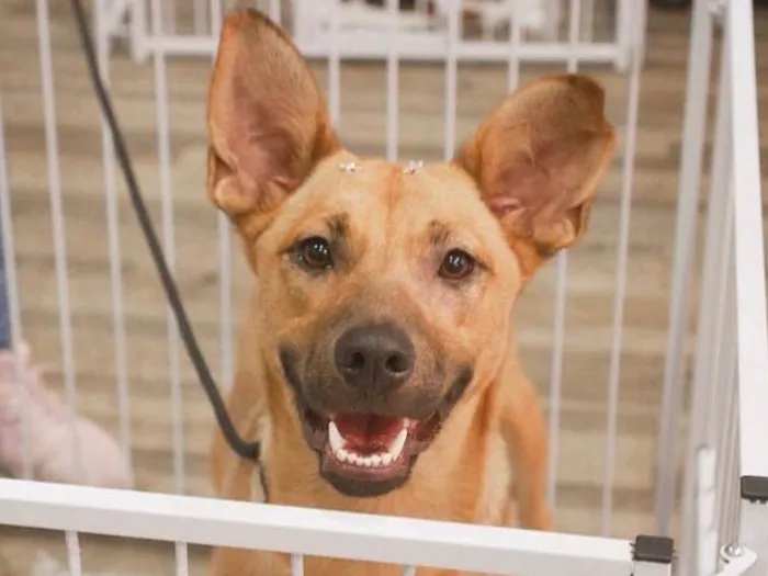 Cachorro ra a Sem raça definida idade 2 anos nome Pandora