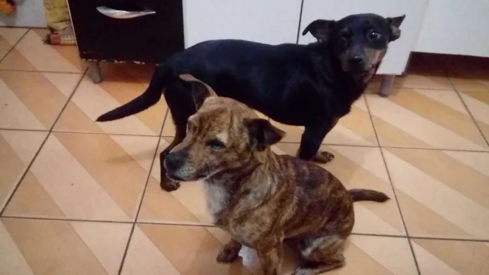 Cachorro ra a Vira lata idade 5 anos nome Black e Thor