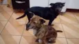 Black e Thor