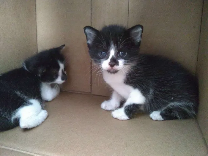Gato raça  idade Abaixo de 2 meses nome Maria e Rita 