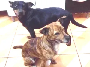 Cachorro raça Vira lata idade 5 anos nome Black e Thor