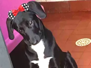 Cachorro raça SRD  idade 2 a 6 meses nome Madh
