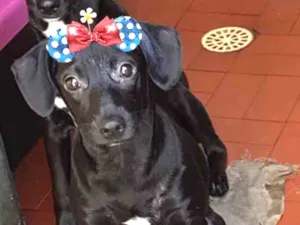 Cachorro raça SRD  idade 2 a 6 meses nome Lisa