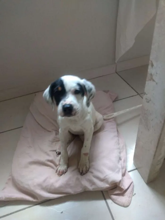 Cachorro ra a SRD idade 2 a 6 meses nome Amora