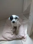 Amora