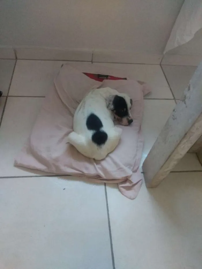 Cachorro ra a SRD idade 2 a 6 meses nome Amora