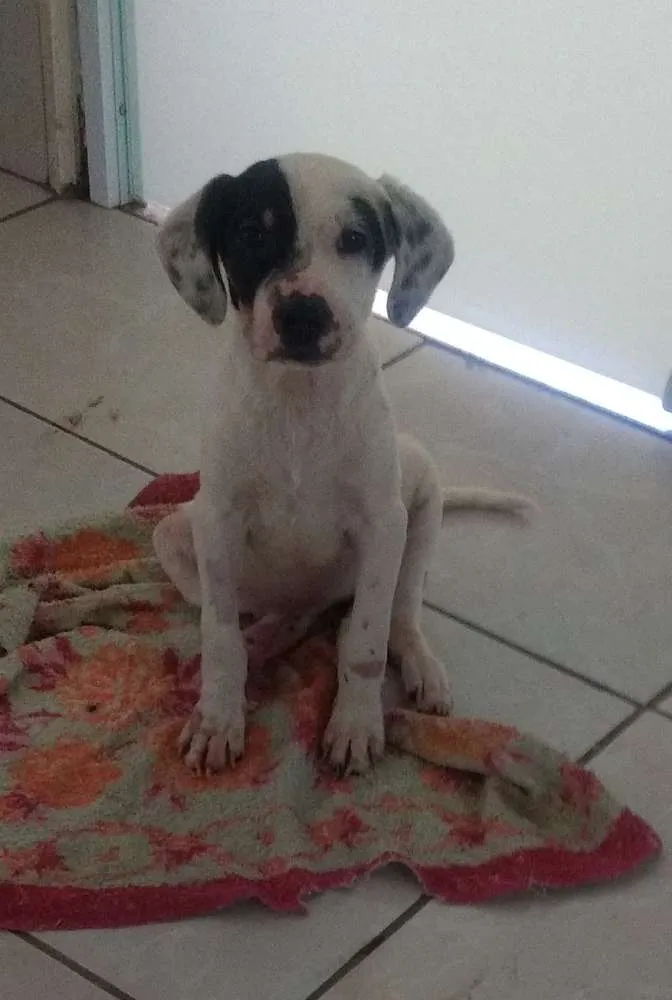 Cachorro ra a SRD idade 2 a 6 meses nome Amora