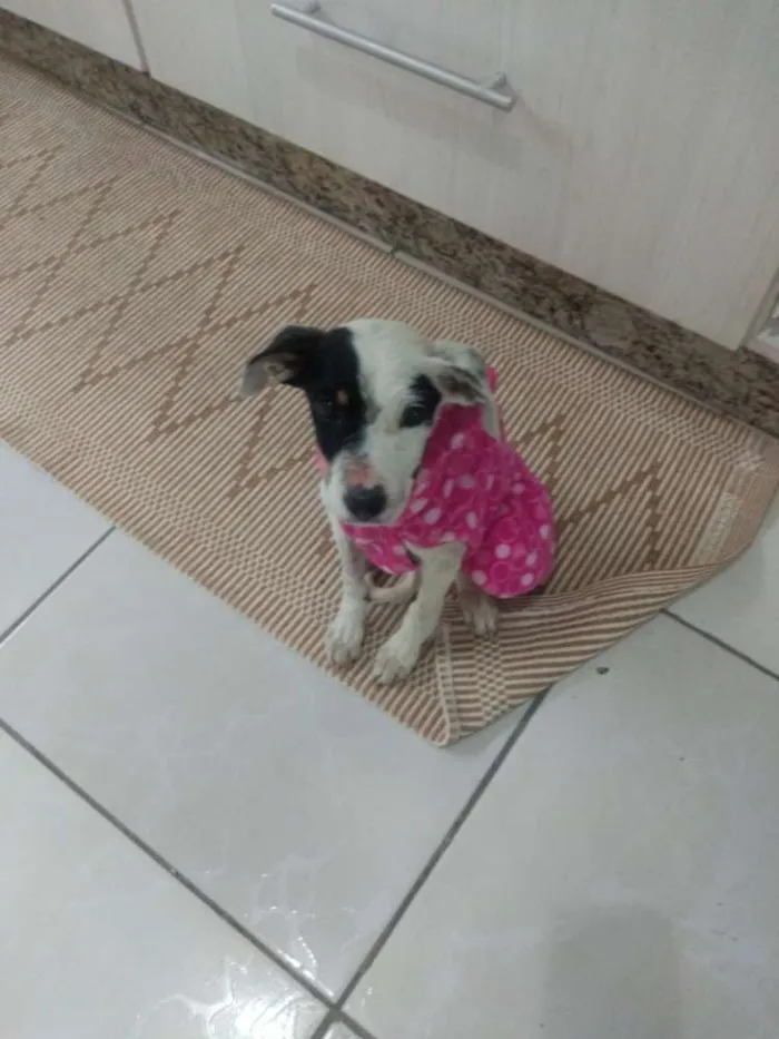 Cachorro ra a SRD idade 2 a 6 meses nome Amora