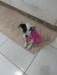Amora