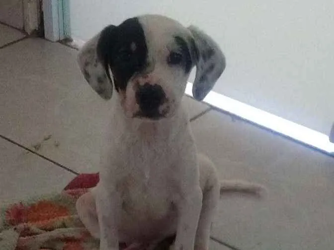 Cachorro ra a SRD idade 2 a 6 meses nome Amora