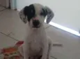 Amora