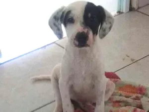 Cachorro raça SRD idade 2 a 6 meses nome Amora