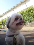 Pingo