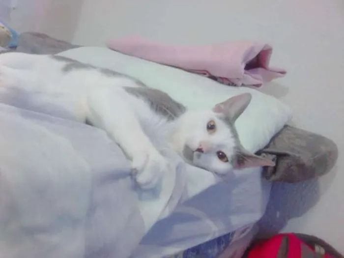 Gato raça SRD idade 2 anos nome Gata