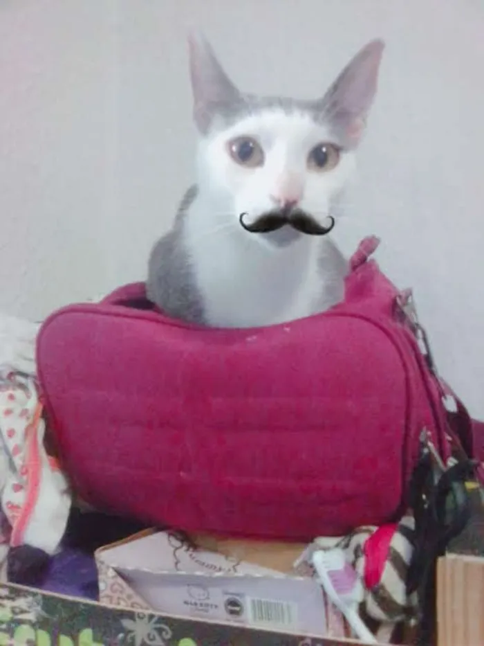 Gato raça SRD idade 2 anos nome Gata