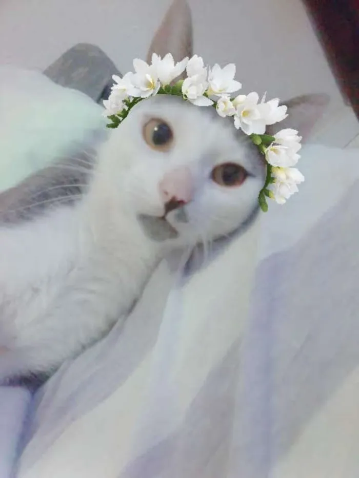 Gato raça SRD idade 2 anos nome Gata