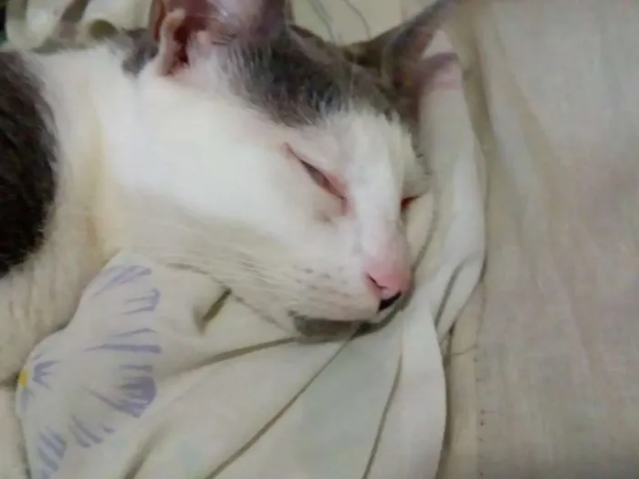 Gato raça SRD idade 2 anos nome Gata