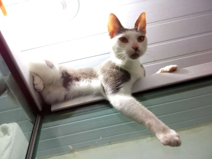 Gato raça SRD idade 2 anos nome Gata