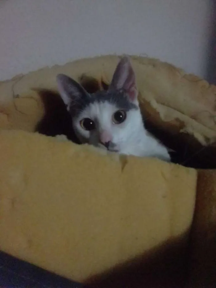 Gato raça SRD idade 2 anos nome Gata