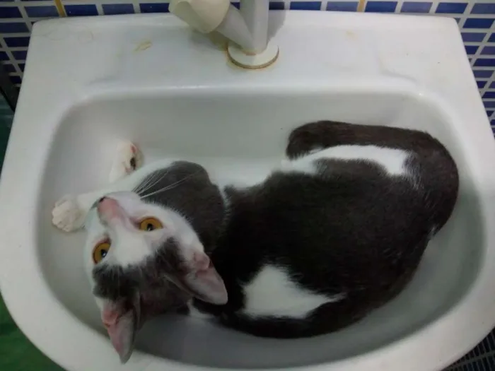 Gato raça SRD idade 2 anos nome Gata