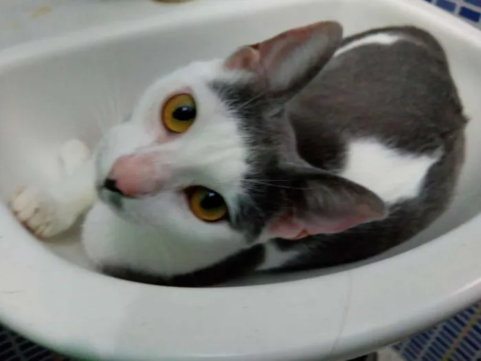 Gato raça SRD idade 2 anos nome Gata