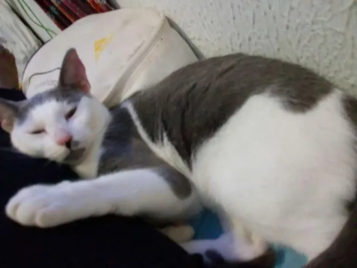 Gato raça SRD idade 2 anos nome Gata