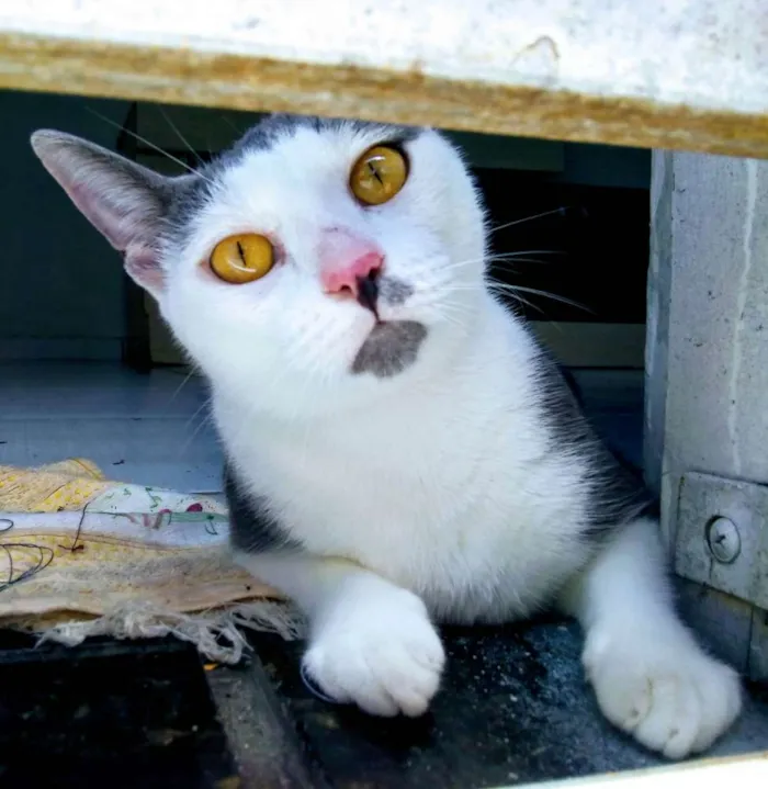 Gato raça SRD idade 2 anos nome Gata