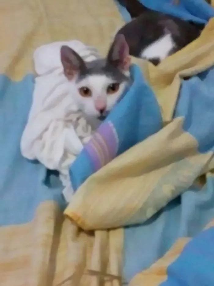 Gato raça SRD idade 2 anos nome Gata