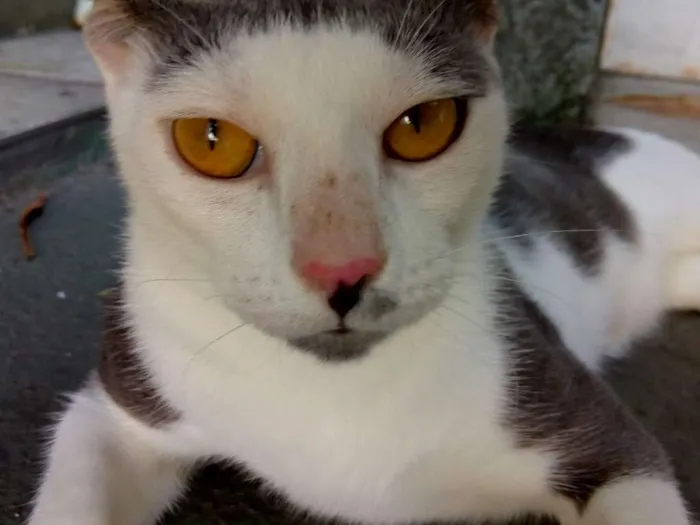 Gato raça SRD idade 2 anos nome Gata