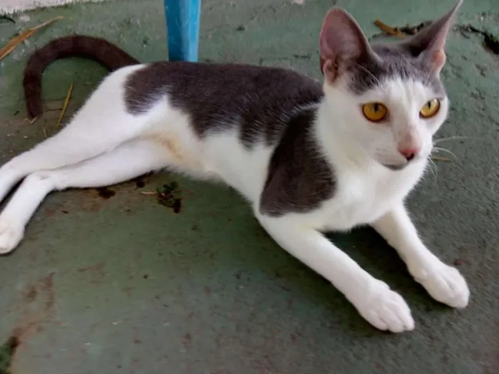 Gato raça SRD idade 2 anos nome Gata