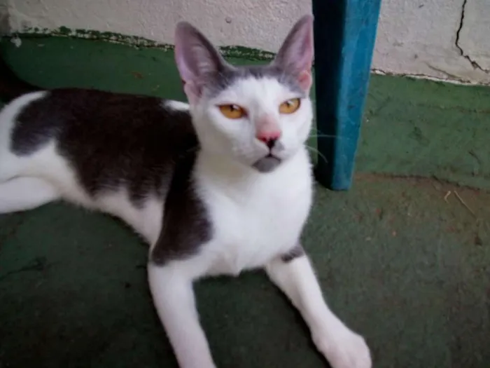 Gato raça SRD idade 2 anos nome Gata