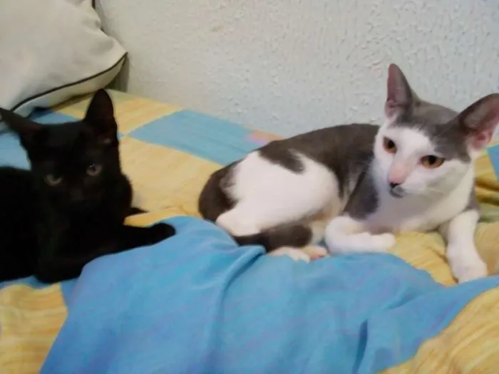 Gato raça SRD idade 2 anos nome Gata