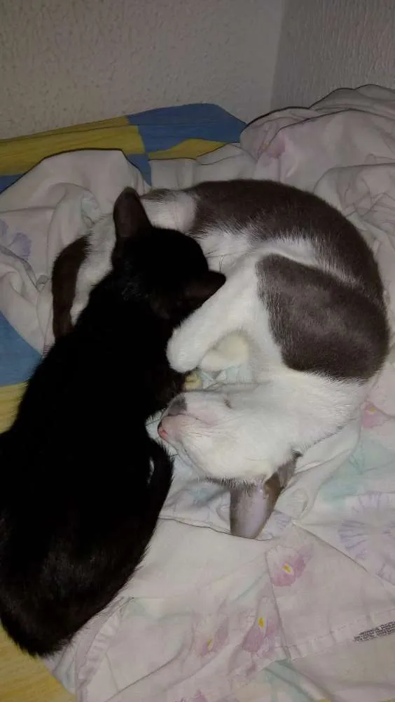 Gato raça SRD idade 2 anos nome Gata