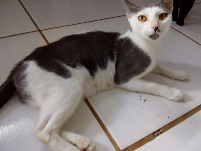 Gato raça SRD idade 2 anos nome Gata