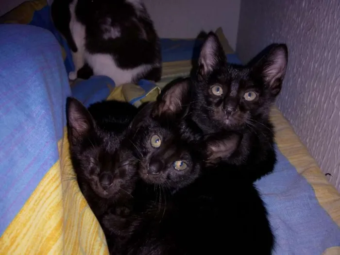 Gato raça SRD idade 2 anos nome Gata