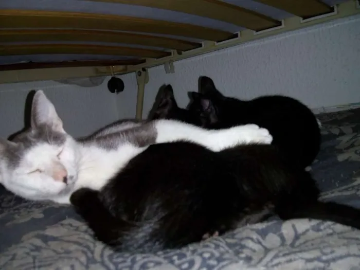 Gato raça SRD idade 2 anos nome Gata