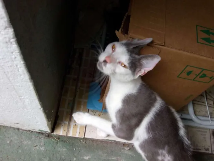 Gato raça SRD idade 2 anos nome Gata